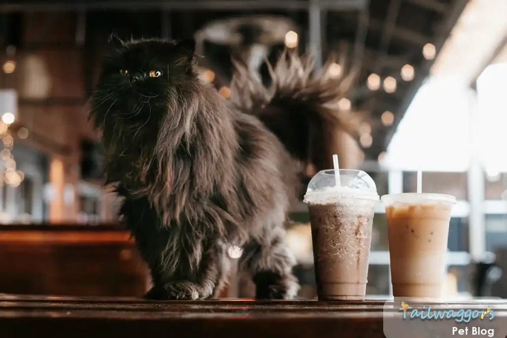 Black Persian cat jumping onto a countertop at a restaurant, gazing affectionately at its owner.