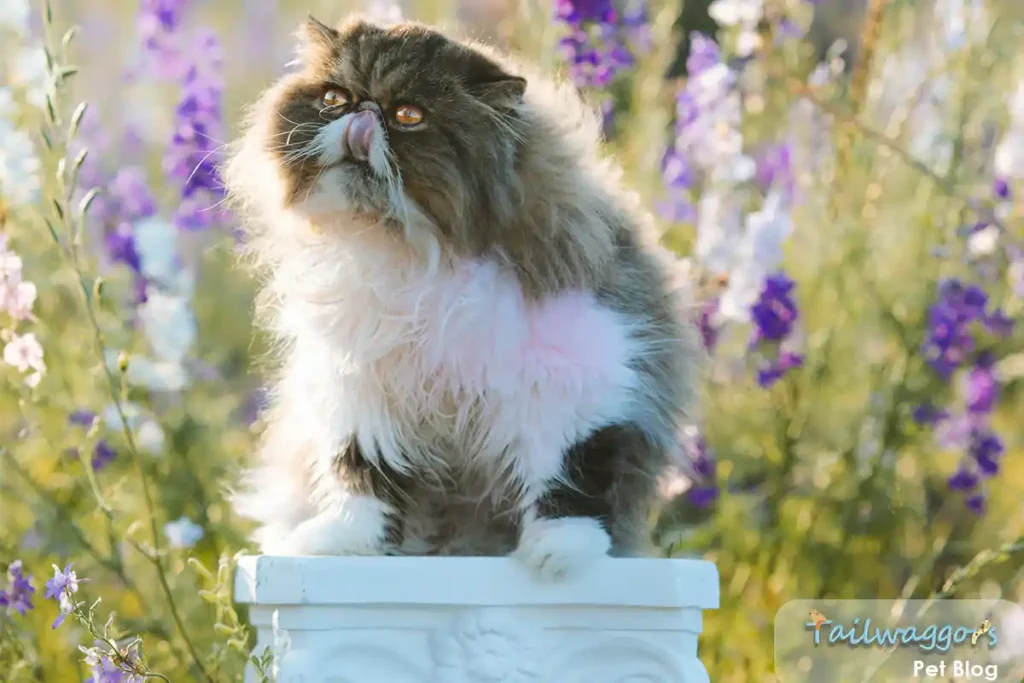 Beautiful tabby white Persian cat sitting on a pole in a lush garden surrounded by purple and white flowers, calmly gazing at the camera.