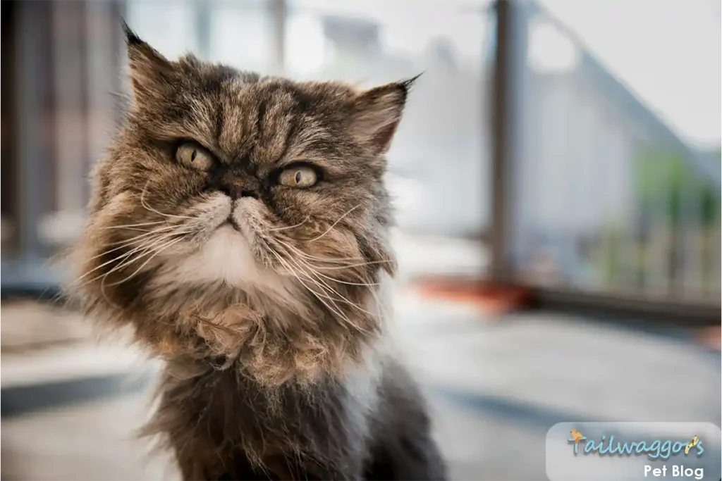 Well-maintained tabby Persian cat displaying alert posture and clear eyes in home environment, demonstrating importance of preventive health care