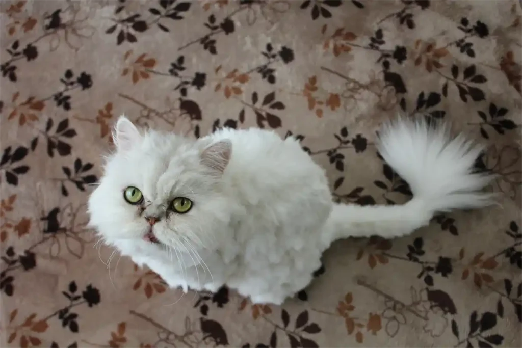 White Persian cat with a scruffy DIY haircut sitting on a Persian rug, looking up at its owner, illustrating the importance of professional grooming.