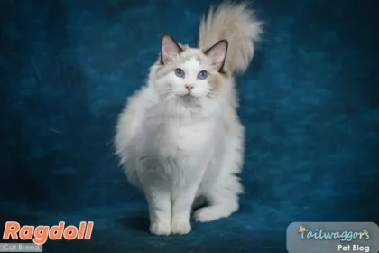 Elegant Ragdoll cat with striking blue eyes sitting regally against navy backdrop, showcasing the breed's characteristic semi-long coat and gentle expression