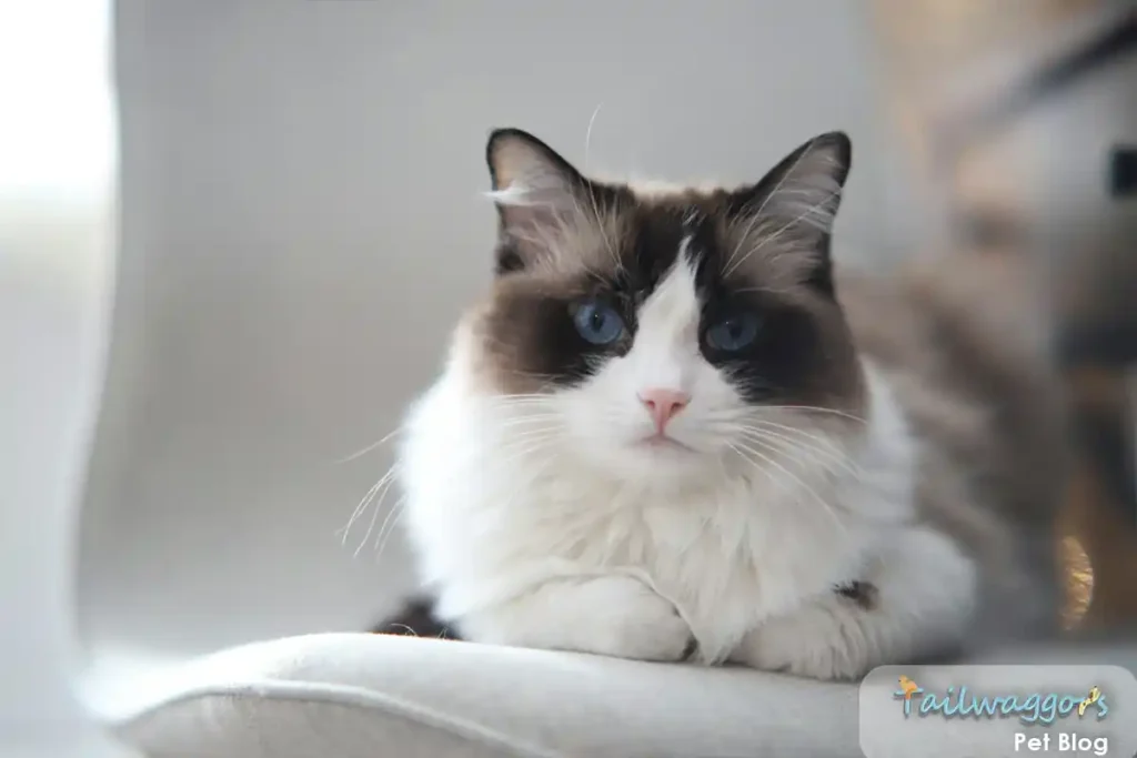 Seal-point Ragdoll cat lounging regally on office chair, demonstrating their adaptable nature and comfortable indoor lifestyle that comes with ownership costs