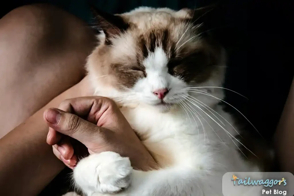 A seal-point Ragdoll male cat displaying ultimate trust and affection, lying upside down in owner's lap while holding their hand with both paws, eyes peacefully closed