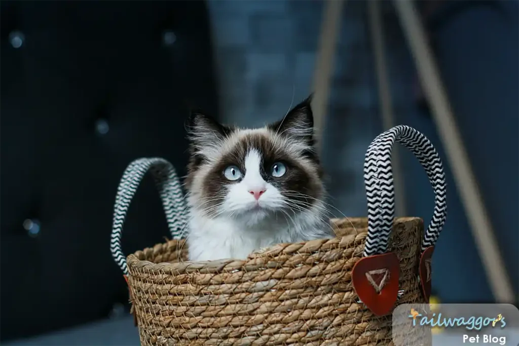 Seal-point Ragdoll male cat with deep blue eyes sitting attentively in basket, exemplifying the breed's affectionate nature and characteristic coloring developed by Ann Baker in the 1960s