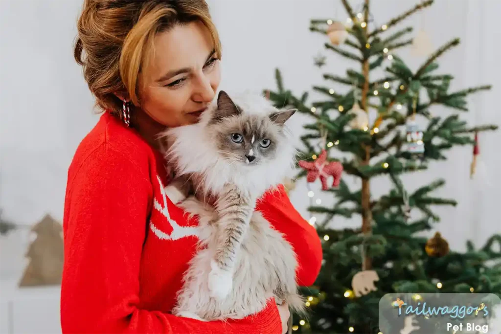 Blue-point Ragdoll cat relaxing contentedly in owner's arms near Christmas tree, demonstrating breed's characteristic floppy and affectionate nature