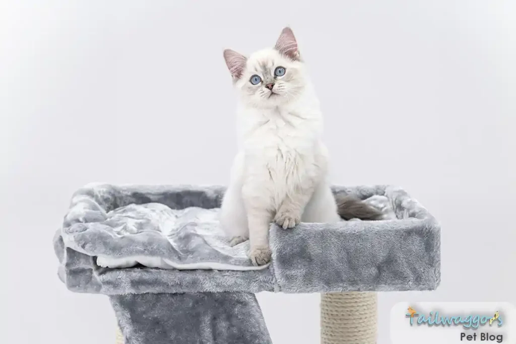 Young seal-point Ragdoll kitten perched on cat tree displaying classic breed traits: striking blue eyes, pointed coloring, and developing semi-long coat characteristic of the breed