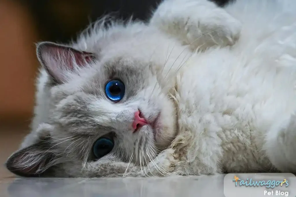 A playful Ragdoll cat lying on its back showing exposed belly, demonstrating the breed's trusting and affectionate nature compared to other cat breeds
