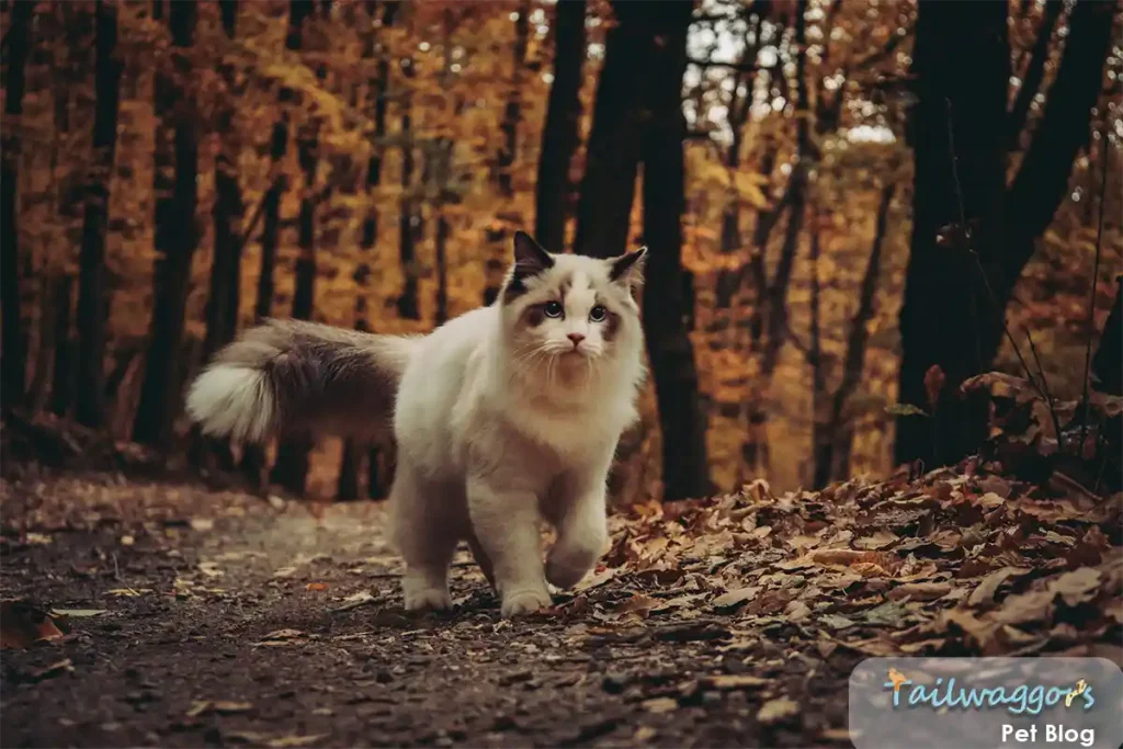 Adventurous seal-point Ragdoll exploring forest trail alongside owner, showcasing the investment in safe outdoor experiences and health care that come with responsible Ragdoll ownership
