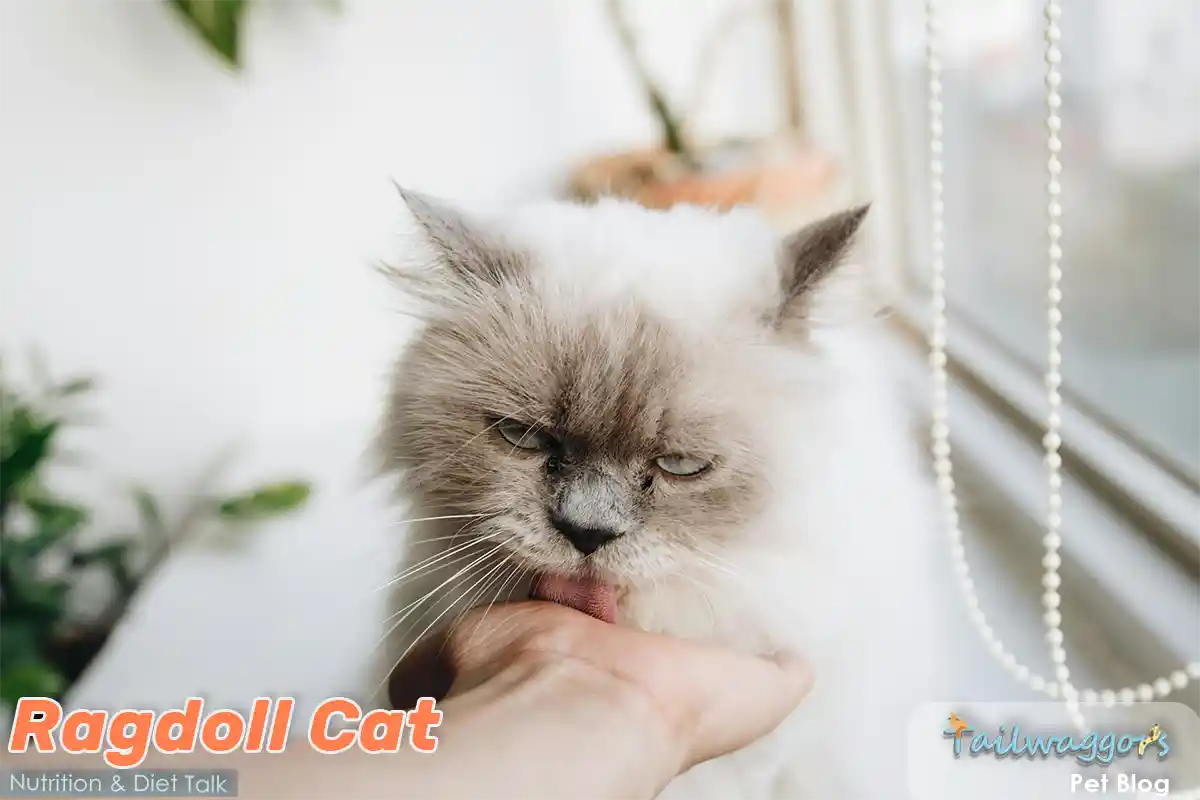 Blue point Ragdoll cat licking its owner's hand near a window, showing affection and highlighting a well-fed, healthy pet.