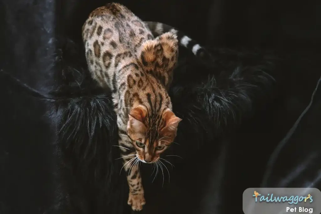 Brown Spotted Bengal cat climbing on black chair, displaying distinctive brown rosette pattern and athletic ability