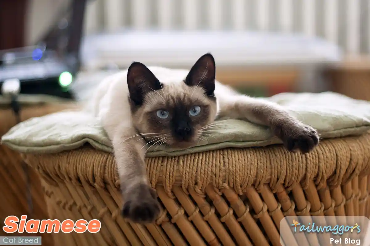 Seal-point Siamese kitten lounging on chair shows classic breed traits - blue almond eyes, dark points, and affectionate gaze