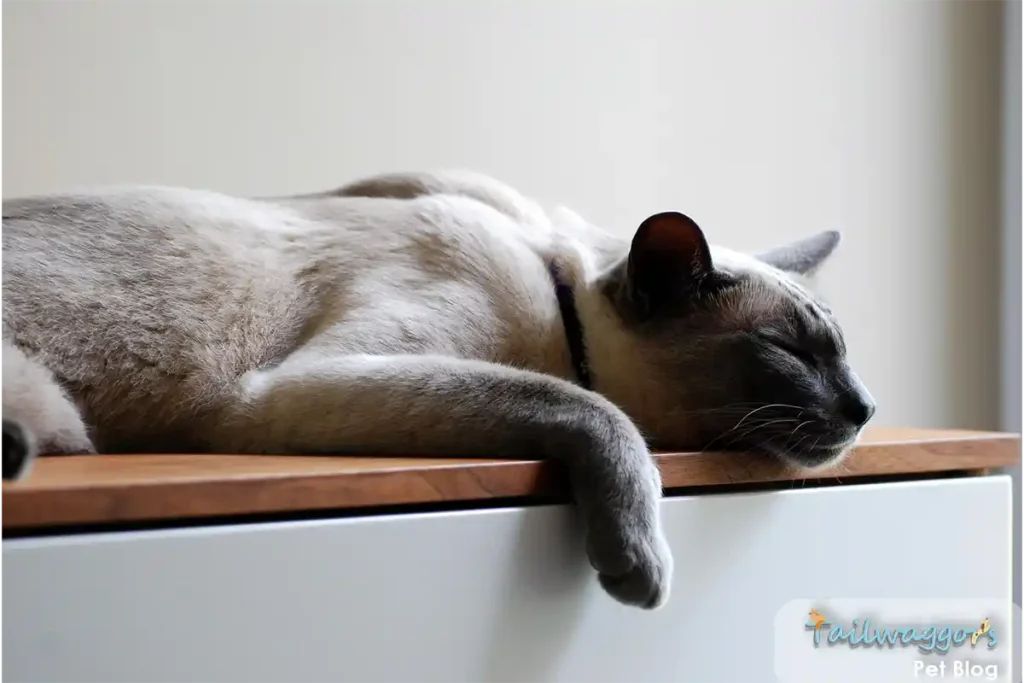 Blue-point Siamese cat sleeping peacefully on wall-mounted shelf, demonstrating their relaxed and adaptable personality