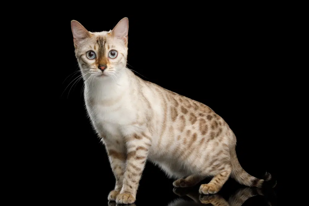 Snow Bengal cat displaying healthy appearance and alert stance against black background, illustrating breed vitality