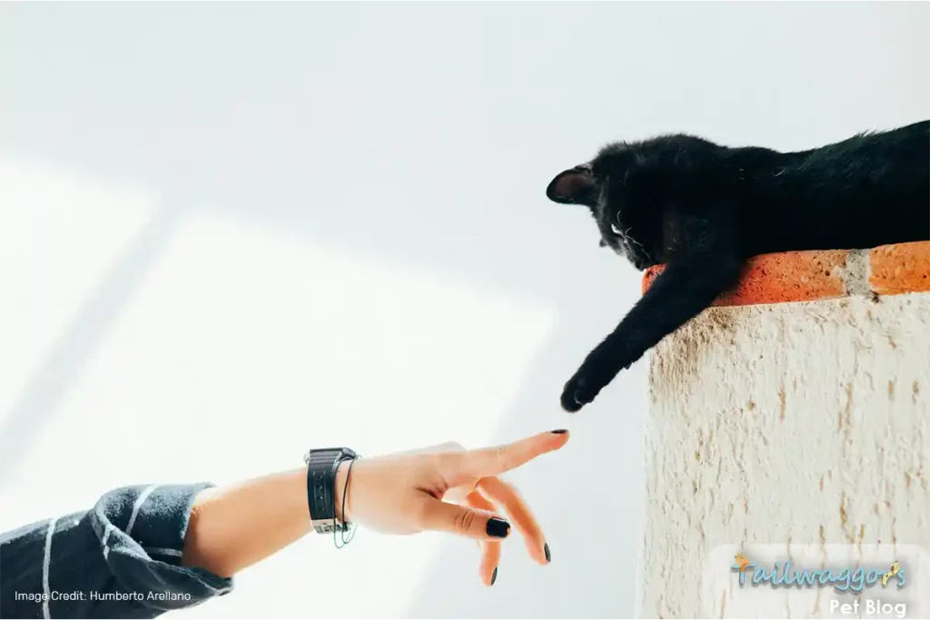 A cute black kitten sitting on stairs, stretching its paw to touch its owner's index finger, symbolizing the bond between pets and their owners for a happier and healthier life.