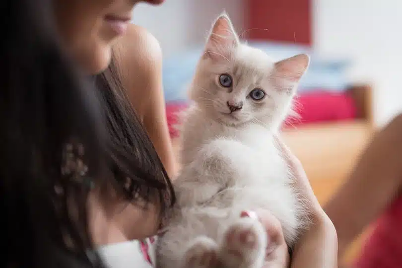 Blue-point Ragdoll kitten nestled in owner's arms during grooming
