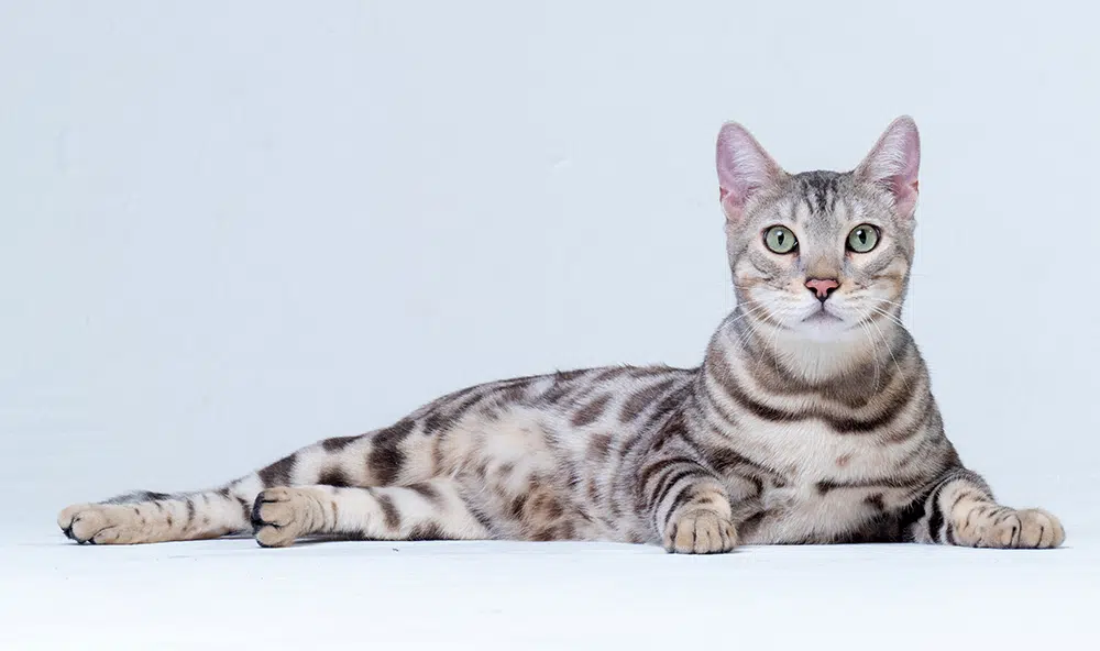 Silver Bengal cat's luxurious coat and intense gaze highlighted against professional blue studio backdrop