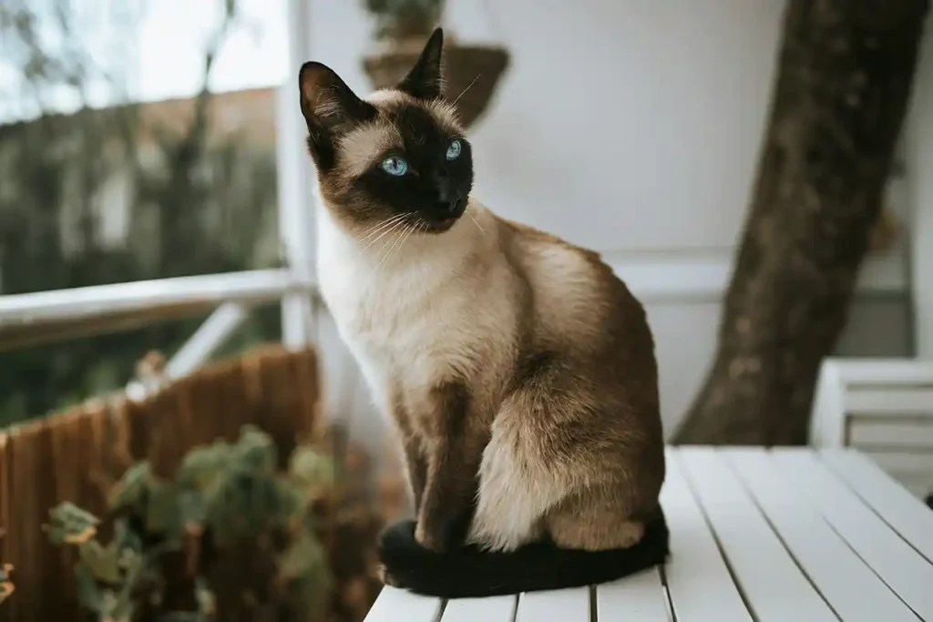 Seal Point Siamese cat sitting on outdoor table, showing distinctive ivory body with shading and rich dark-brown points and characteristic blue eyes