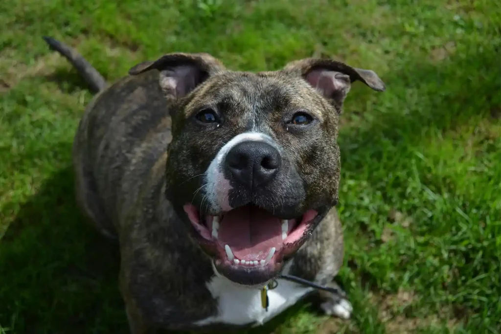American Staffordshire Terrier sitting attentively, gazing lovingly at owner with soulful eyes