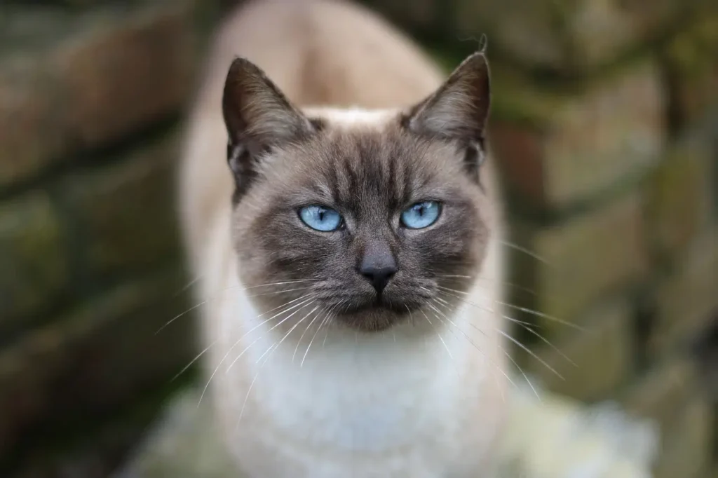 Traditional Applehead Siamese cat displaying characteristic round face, stocky build, and shorter ears - a distinct variation from modern Siamese cats