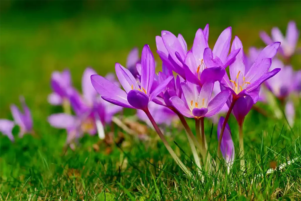Autumn Crocus (Colchicum autumnale) with vibrant purple flowers
