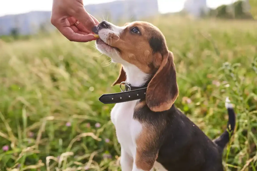 A smiling Beagle puppy sits attentively while receiving a treat from their owner's hand, demonstrating positive reinforcement training"