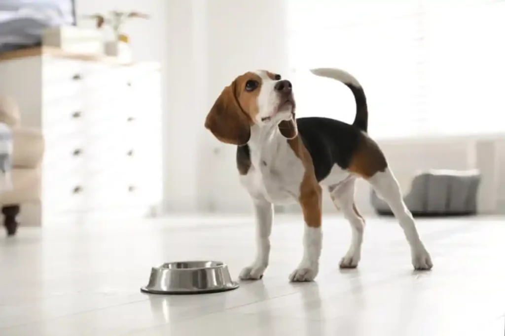 Beagle puppy transitioning to adult dog food, eating from a bowl while looking at owner.
