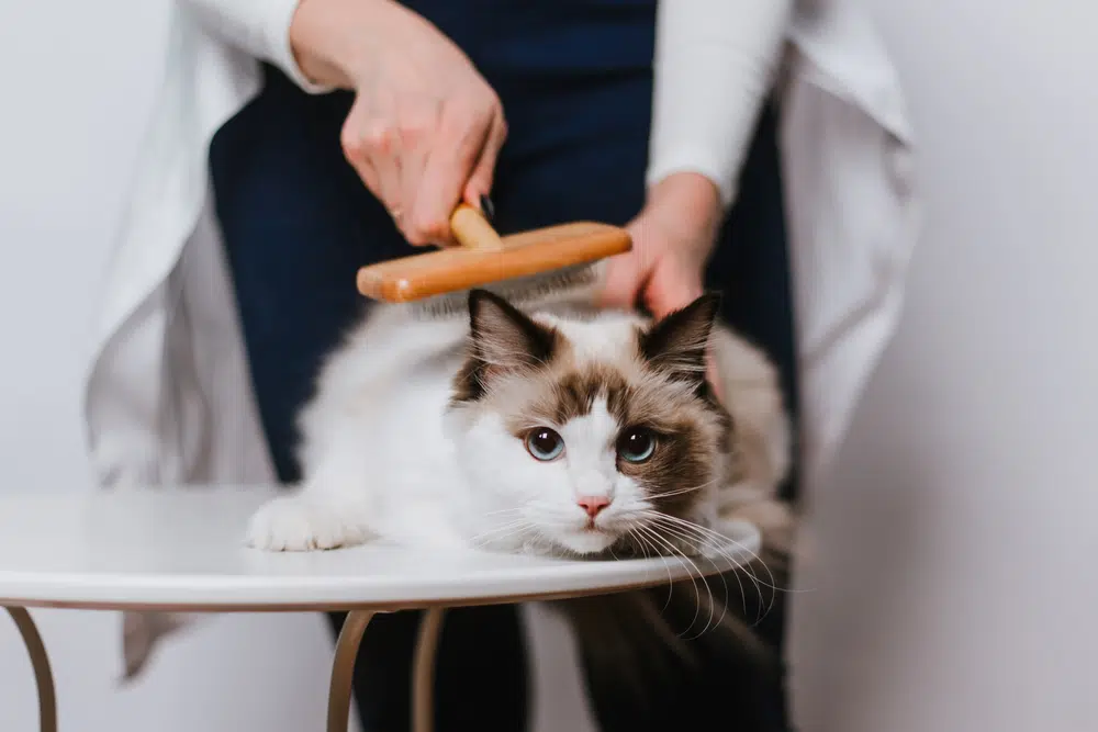 Seal-point Ragdoll cat being brushed on a grooming table