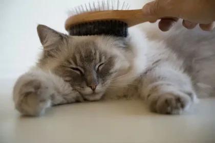 Blue-point Ragdoll cat being gently brushed by its owner