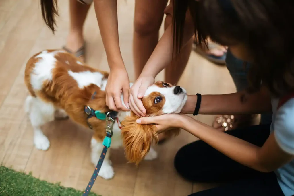 Adorable Cavalier King Charles Spaniel surrounded by smiling girls, enjoying loving cuddles and attention