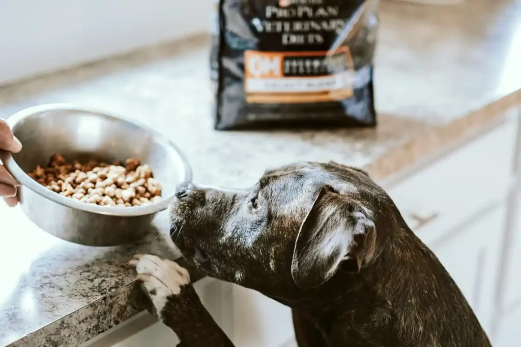 Large brindle mixed-breed dog jumping up to kitchen counter to smell food bowl with dog food bag nearby.