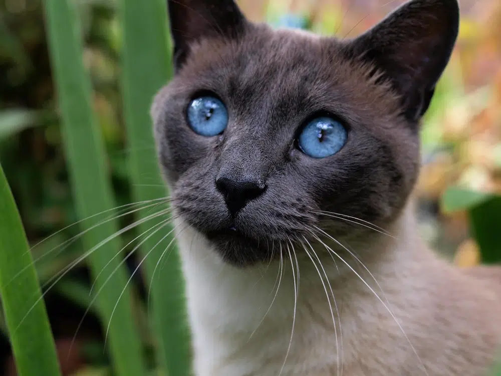 Classic Siamese cat showing characteristic slender build, long tail, and upturned nose - displaying the athletic type's distinctive features