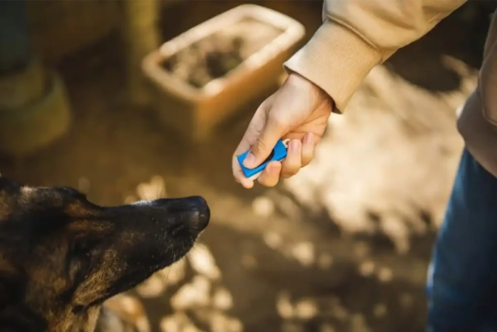 A German Shepherd sits attentively while investigating a training clicker held by their owner, demonstrating proper clicker training introduction techniques