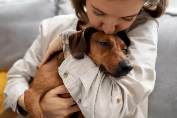 Brown dachshund with closed eyes, blissfully enjoying a warm embrace from his owner