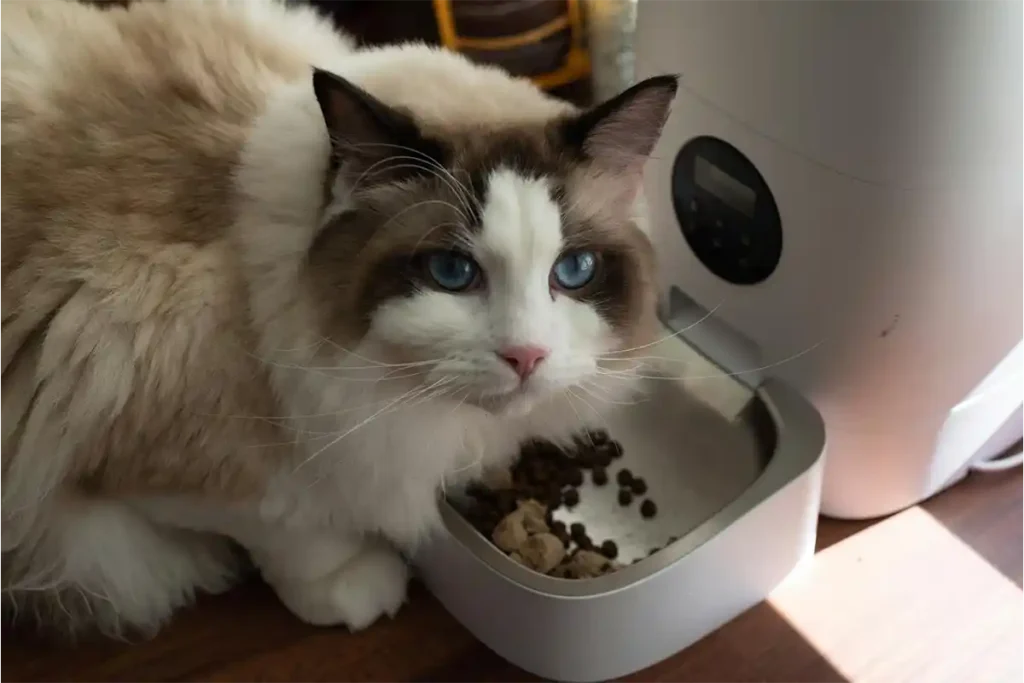 Chocolate point Ragdoll cat eating food from an automated feeder in a cozy living room.