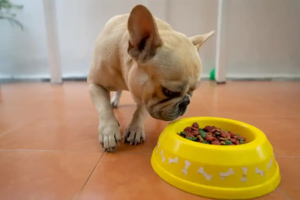 French Bulldog sniffing food and showing no interest, illustrating common issues during a puppy-to-adult food transition.