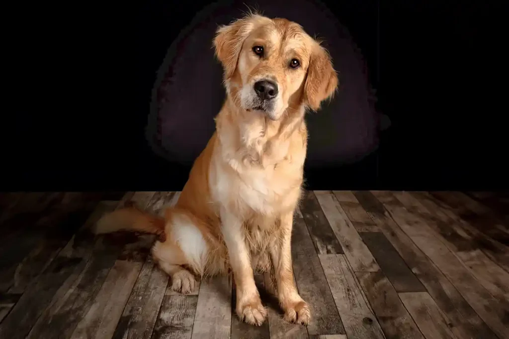 Senior Golden Retriever sitting in a photo studio, looking directly at camera