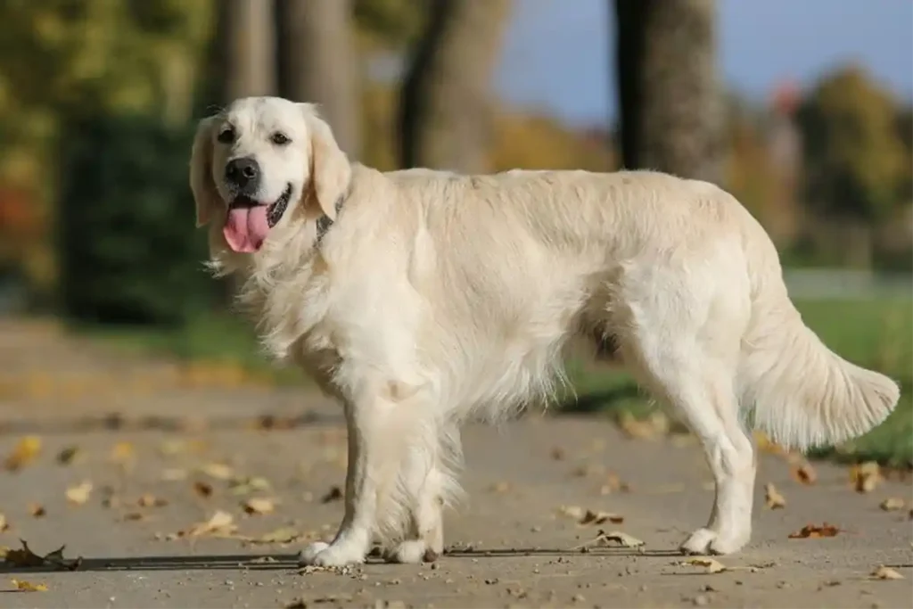 Golden Retriever standing in park, showing physical build and typical breed characteristics