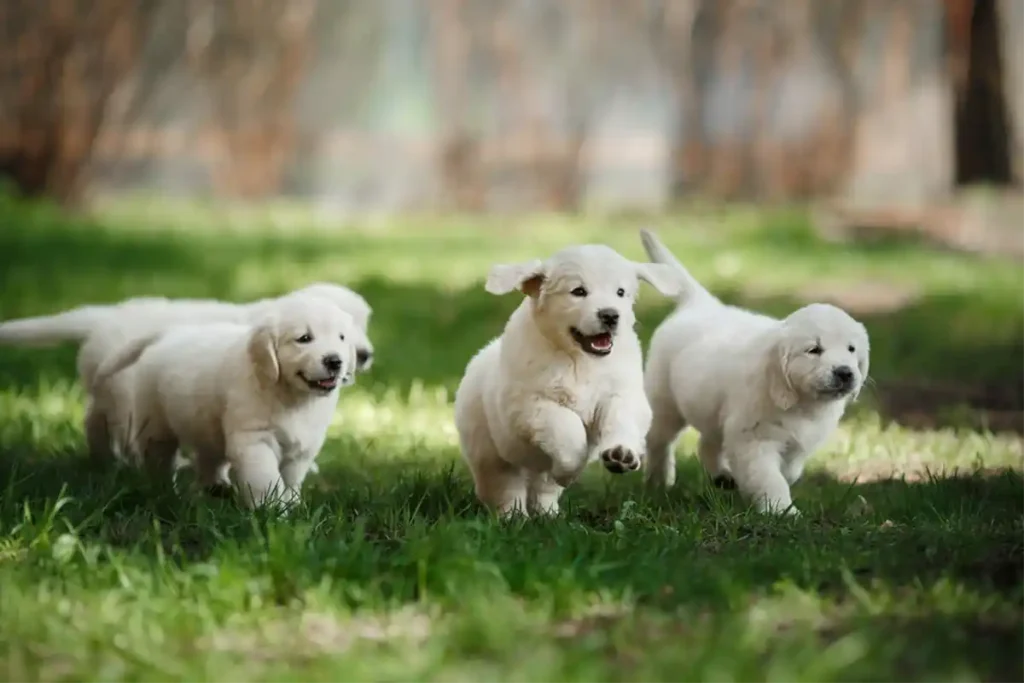 Litter of puppies playing and running on a grassy lawn