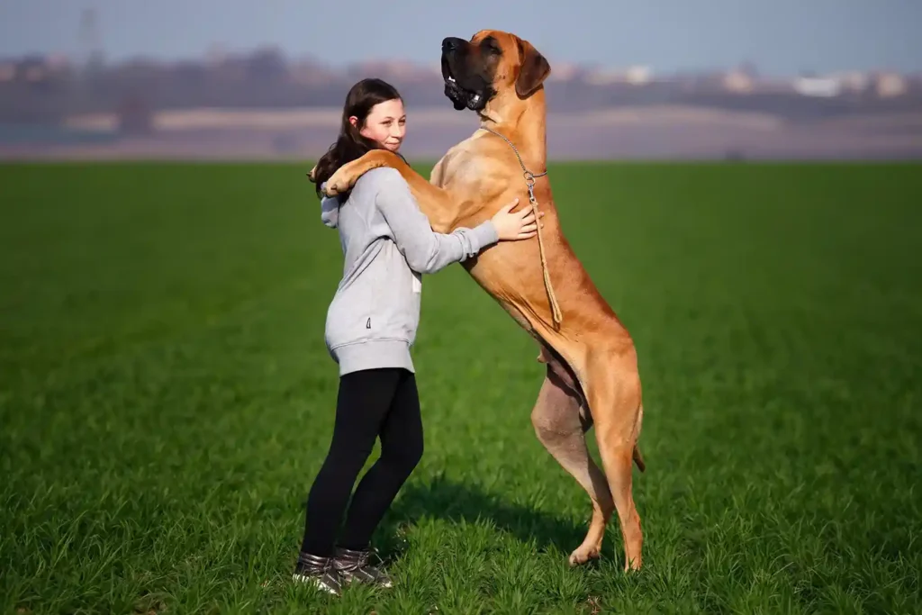 Gentle Giant Great Dane standing upright, affectionately leaning against teenager in open field