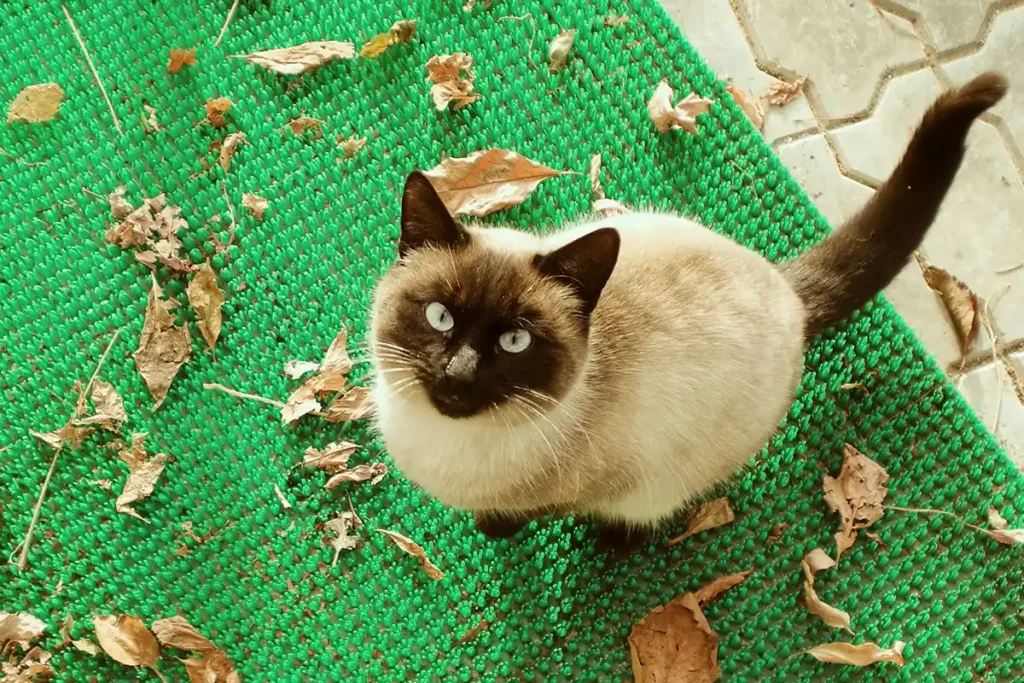 Chocolate Point Siamese cat sitting on outdoor rug, displaying ivory body with rich milk-chocolate points and characteristic blue eyes