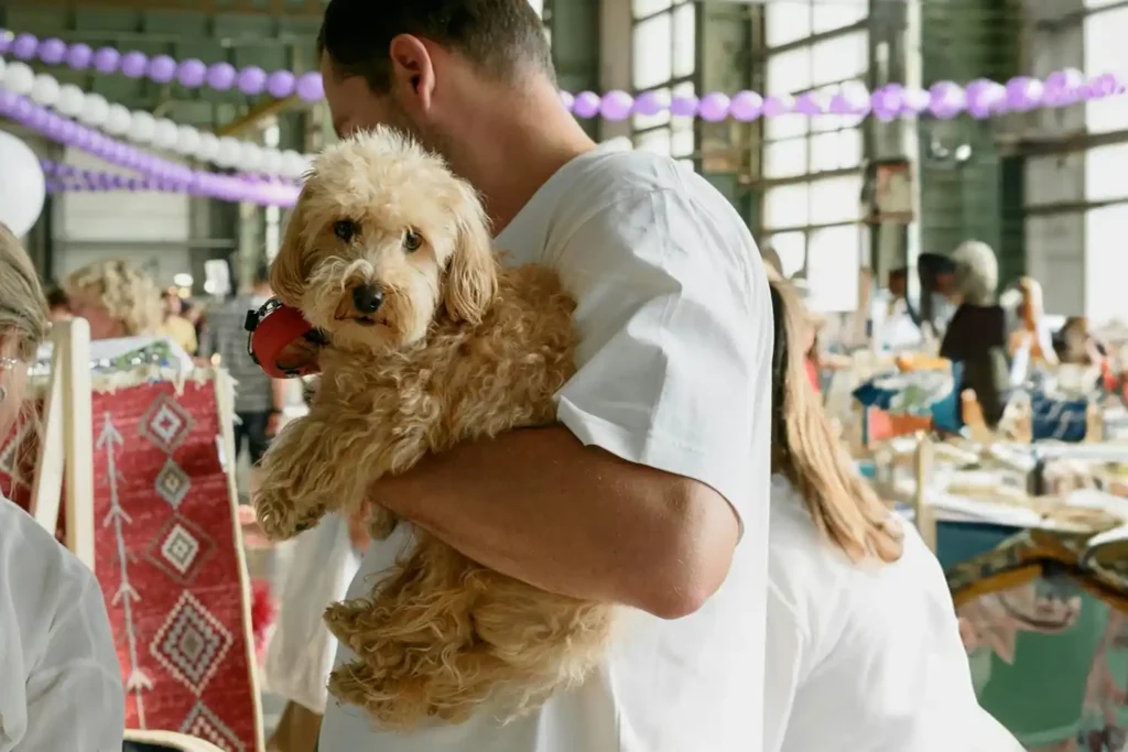 Labradoodle lovingly held by adult man at market, surrounded by colorful textiles