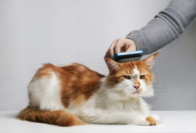 Ginger and white Maine Coon cat being groomed on a table