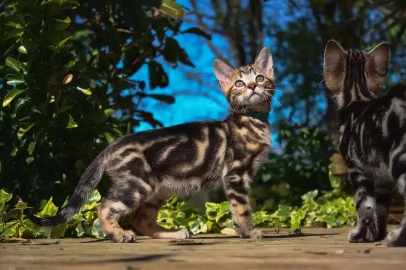 Two marbled brown Bengal kittens standing outdoors, showcasing distinctive swirled coat patterns characteristic of marbled Bengals