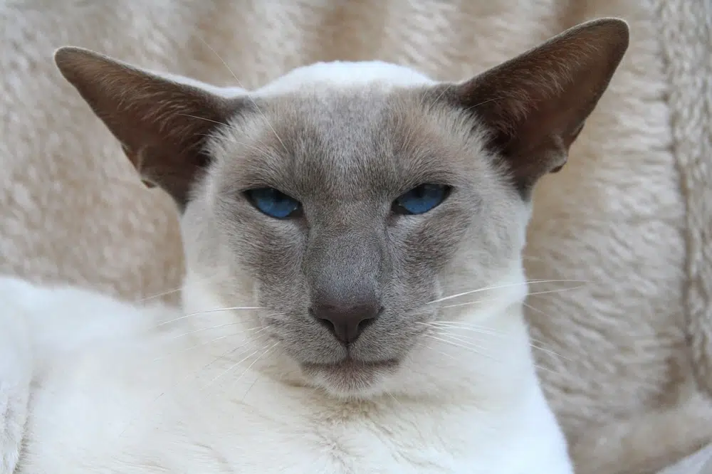 Modern Wedge Siamese cat exhibiting distinctive triangular head shape, large pointed ears, and lean athletic build - showing contemporary breed standard