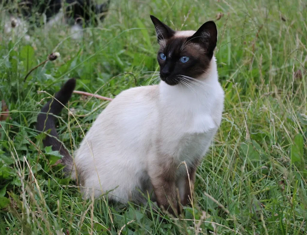Old Style Siamese cat displaying medium build, longer face, and larger ears - showing traditional breed characteristics between Applehead and Classic types