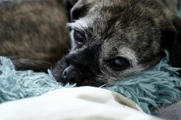 Sad small mixed-breed dog lying on a cozy blanket, looking despondent.
