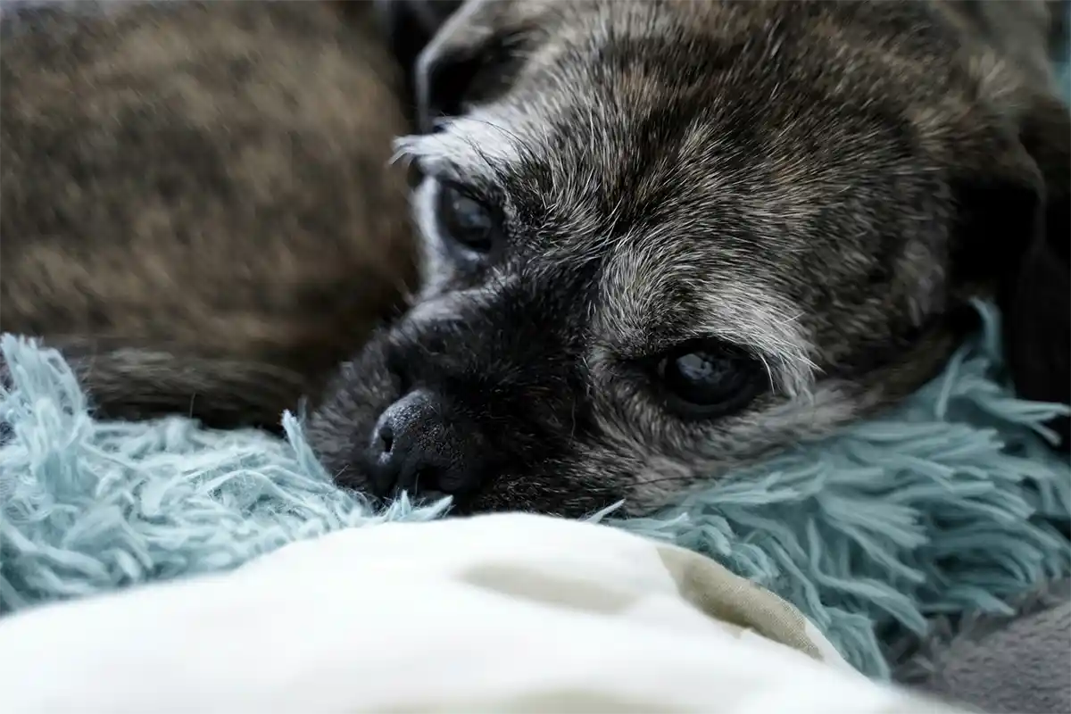 Sad small mixed-breed dog lying on a cozy blanket, looking despondent.