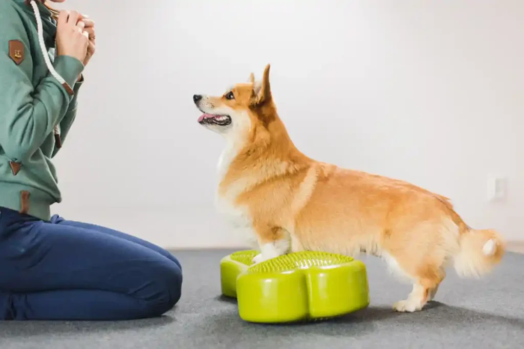 A Pembroke Welsh Corgi maintaining balance on a blue fitness disc while focused on a treat held by a trainer, demonstrating advanced positive reinforcement training techniques