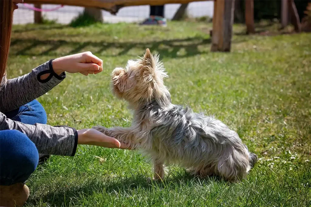A Yorkshire Terrier eagerly giving their paw to their owner's outstretched right hand while focusing on a treat in the left hand, demonstrating successful positive reinforcement