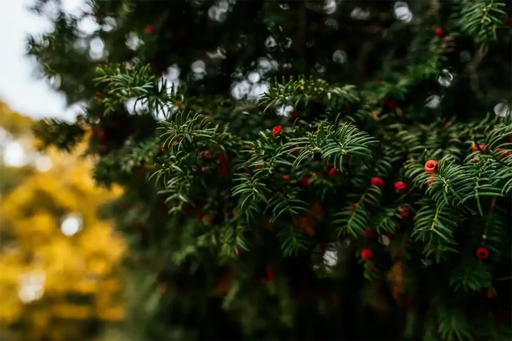 Yew (Taxus spp.) toxic plant species with evergreen branches